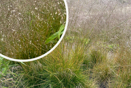 Ruwe smele - Deschampsia cespitosa 'Goldtau'