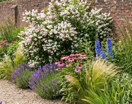Bruidsbloem - Deutzia scabra 'Plena'