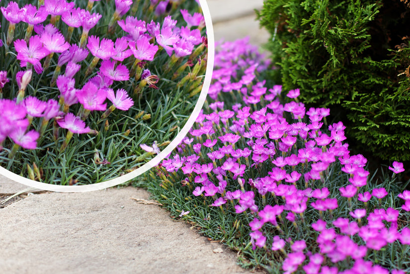 Steenanjer - Dianthus deltoides 'Rosea'