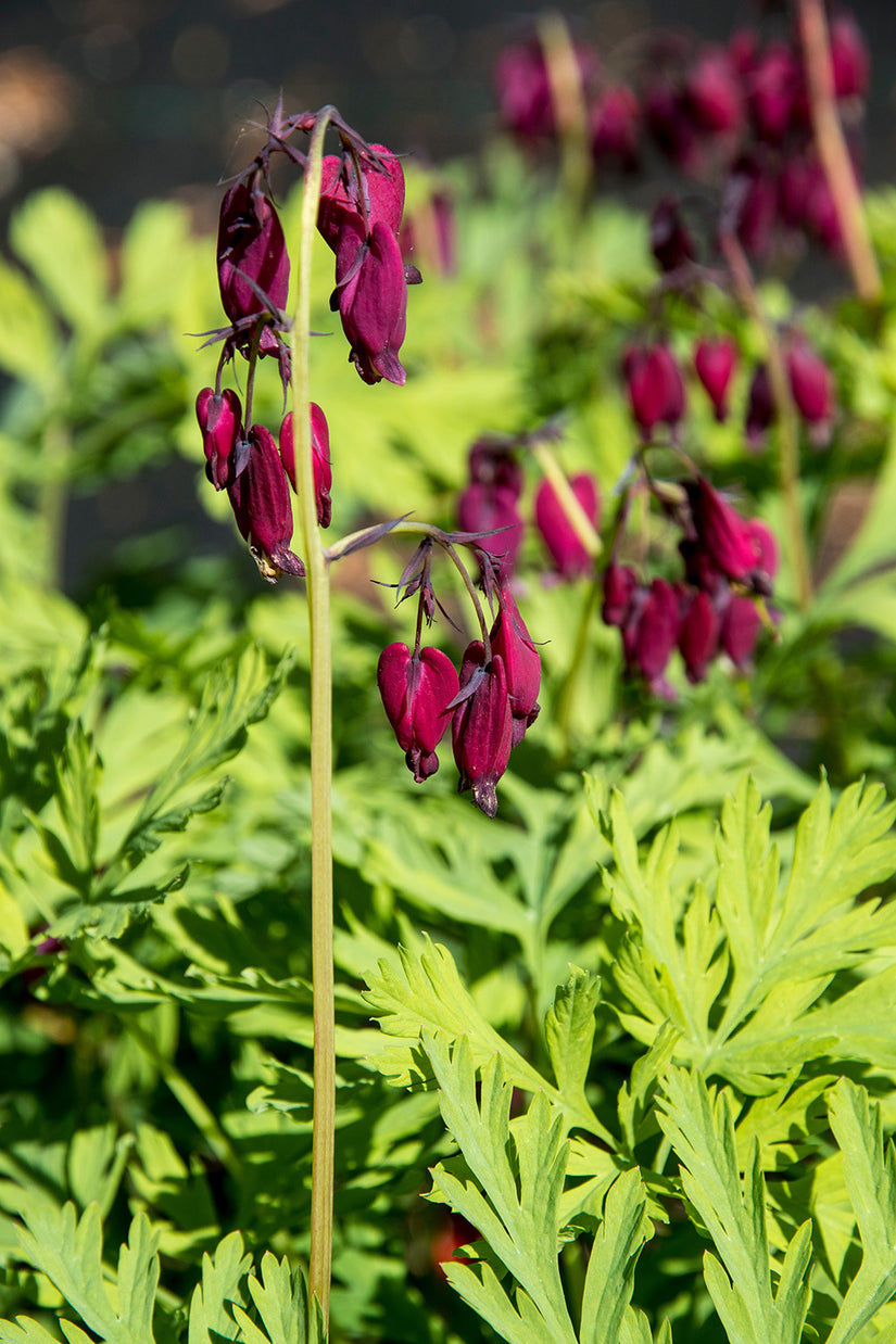 Gebroken hartje - Dicentra formosa 'Bacchanal'