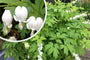 Gebroken hartje - Dicentra spectabilis 'Alba'