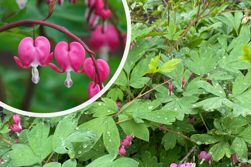 Gebroken hartje - Dicentra spectabilis