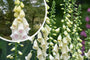 Gewoon vingerhoedskruid - Digitalis purpurea 'Alba'