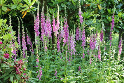 Vingerhoedskruid - Digitalis purpurea 'Foxy Hybrids'