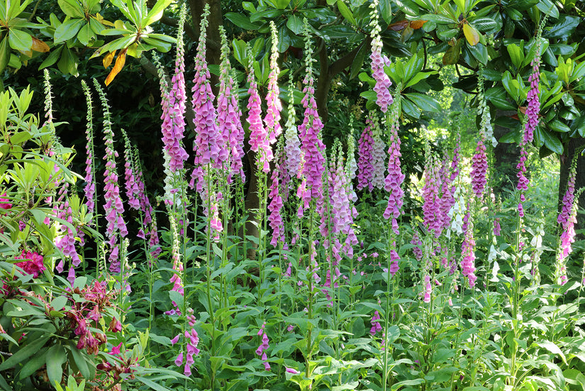 Vingerhoedskruid - Digitalis purpurea 'Foxy Hybrids'