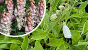 Gewoon Vingerhoedskruid   Digitalis purpurea 'Gloxiniiflora'