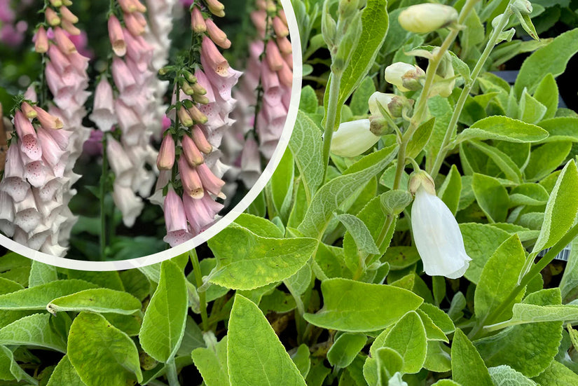 Gewoon Vingerhoedskruid - Digitalis purpurea 'Gloxiniiflora'