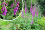 Gewoon Vingerhoedskruid - Digitalis purpurea