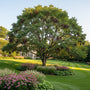 ai sfeerbeeld Doodsbeenderenboom - Gymnocladus dioica in landgoed tuin