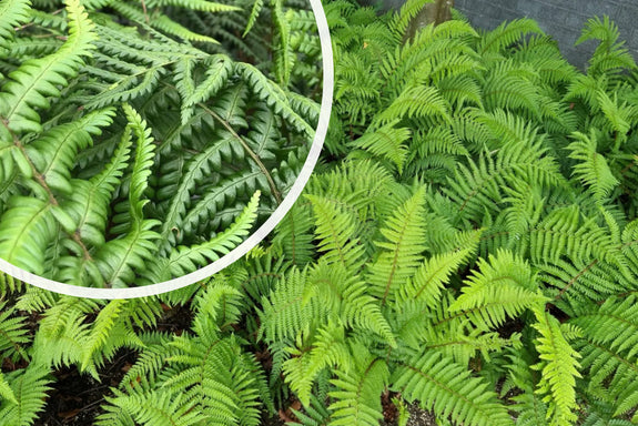 Geschubde mannetjesvaren - Dryopteris affinis 'The King' Wintergroene varen