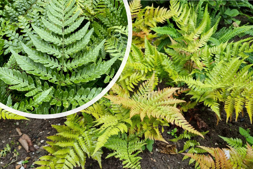 Herfstvaren - Dryopteris erythrosora