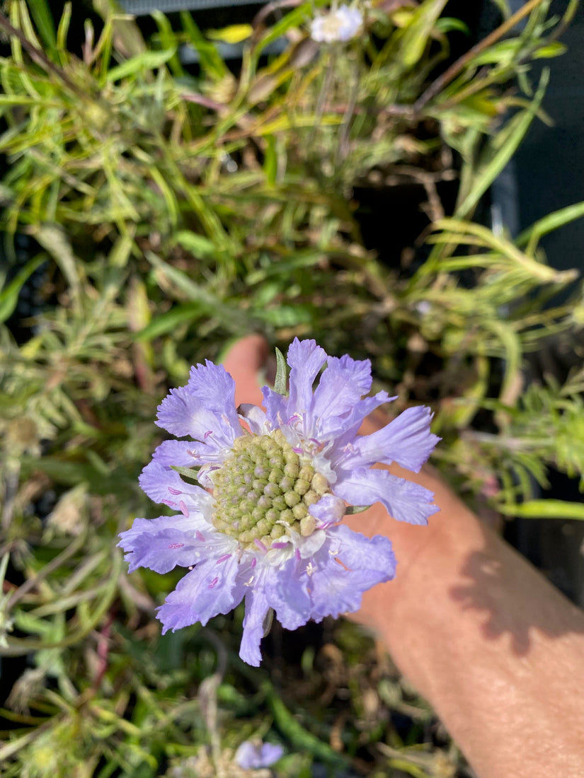 Duifkruid - Scabiosa caucasica 'Perfecta'