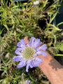 Duifkruid - Scabiosa caucasica 'Perfecta'