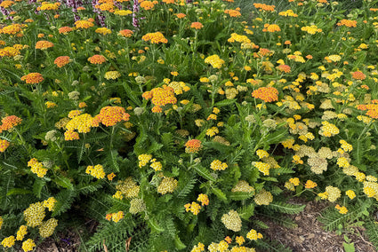 Duizendblad (Lage soort, ca 60 cm) - Achillea millefolium 'Walther Funcke'