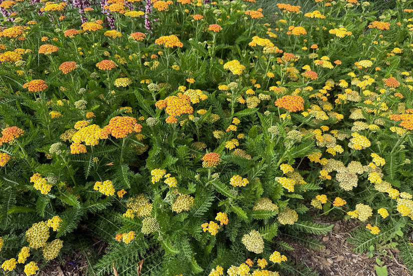Duizendblad (Lage soort, ca 60 cm) - Achillea millefolium 'Walther Funcke'