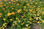 Duizendblad (Lage soort, ca 60 cm) - Achillea millefolium 'Walther Funcke'