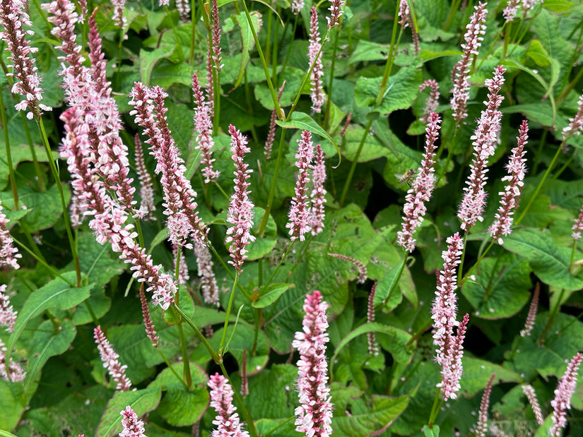 Duizendknoop -  Persicaria amplexicaulis 'Rosea'