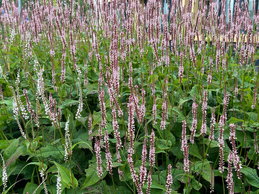 Duizendknoop -  Persicaria amplexicaulis 'Rosea'