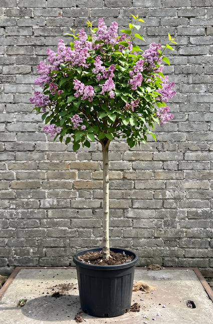 Dwergsering (Halfstam) - Syringa 'Josee'