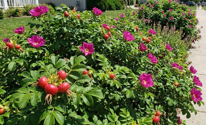 Rimpelroos - Rosa rugosa 'Rubra'