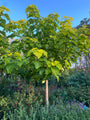 Trompetboom - Catalpa bignonioides 'Nana' bolvormige boom op stam