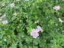 Ooievaarsbek - Geranium 'Dreamland'