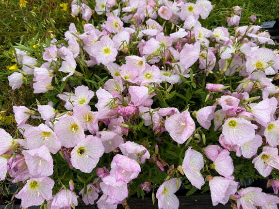 Teunisbloem (zacht roze) - Oenothera speciosa 'Siskiyou'