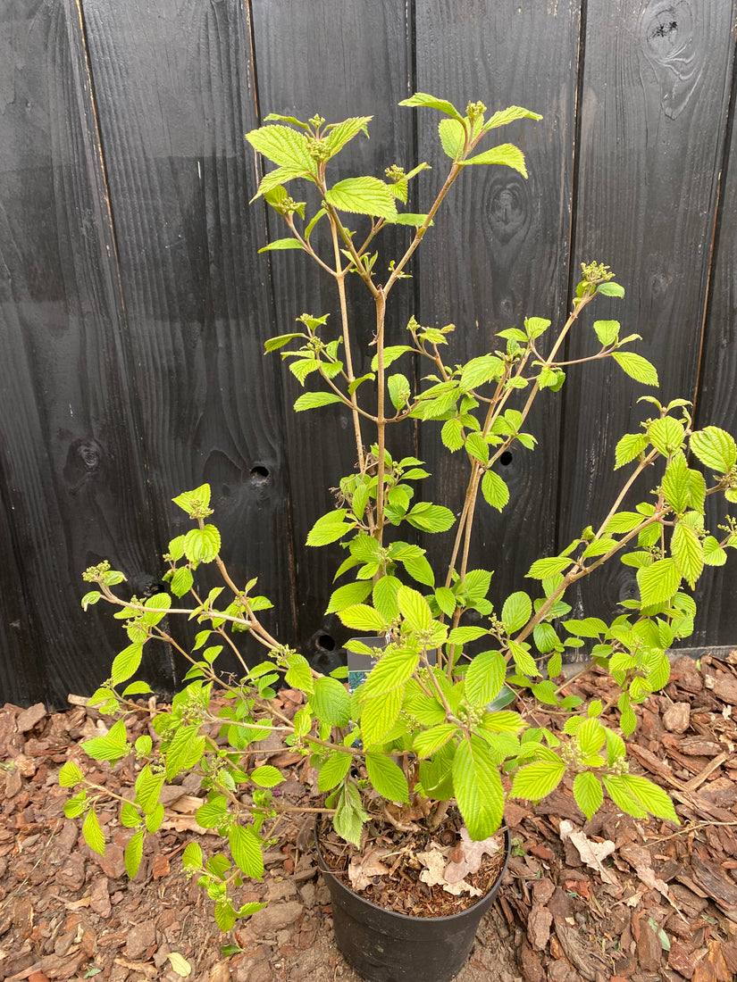 Japanse sneeuwbal - Viburnum plicatum 'Watanabe'