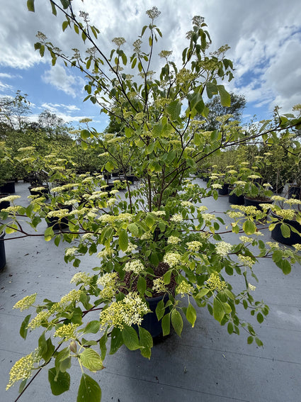 Japanse sneeuwbal - Viburnum plicatum 'Kilimandjaro'