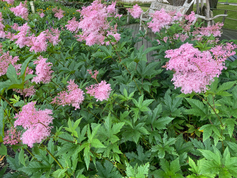 Moerasspirea - Filipendula rubra 'Venusta'