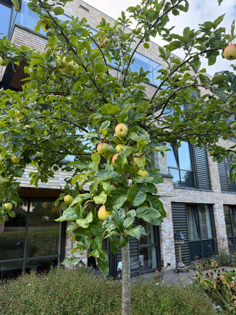 Appelboom (Hoogstam) - Malus domestica 'Elstar'