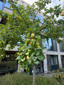 Appelboom (Hoogstam) - Malus domestica 'Elstar'