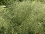 Biologisch Ruwe Smele - Deschampsia cesp. 'Goldschleier'