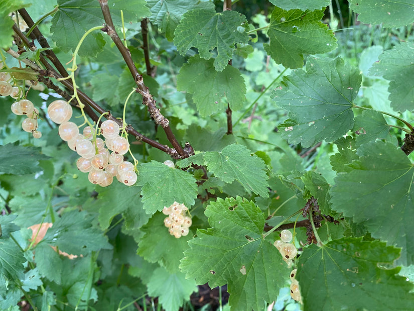 Witte aalbes - Ribes rubrum