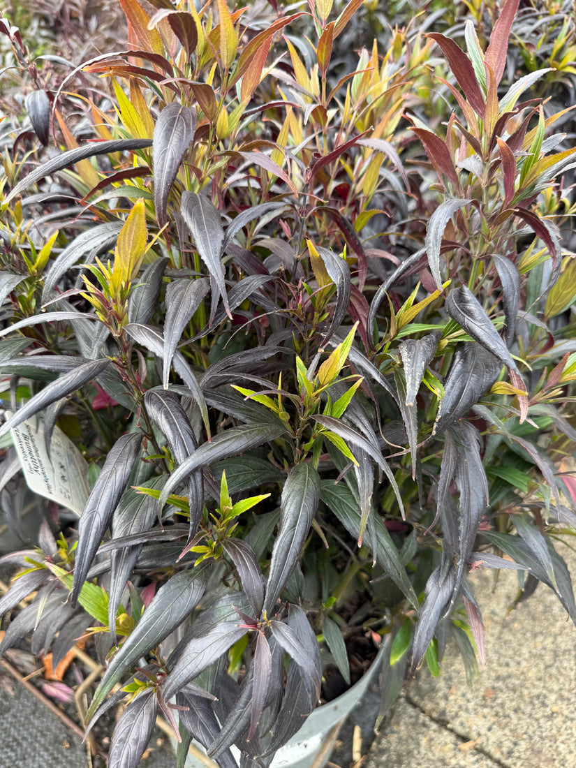 Trompetkruid - strobilanthes anisophyllus 'Brunetthy'