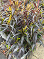Trompetkruid - strobilanthes anisophyllus 'Brunetthy'