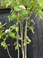 Wilde Lijsterbes - Sorbus aucuparia (Gewone Lijsterbes)