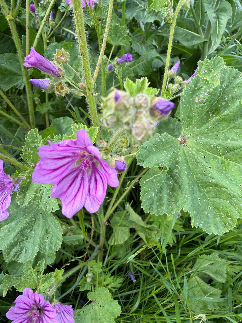 Groot kaasjeskruid - Malva sylvestris