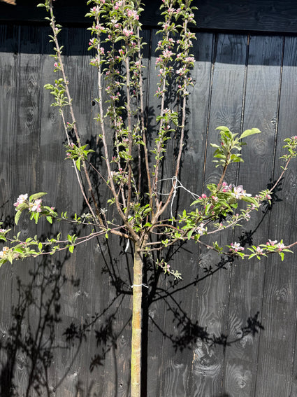 Halfstam appelboom extra groot - 12-14 cm dikte - Malus domestica 'Elstar' Hoogte ca 230-240 cm