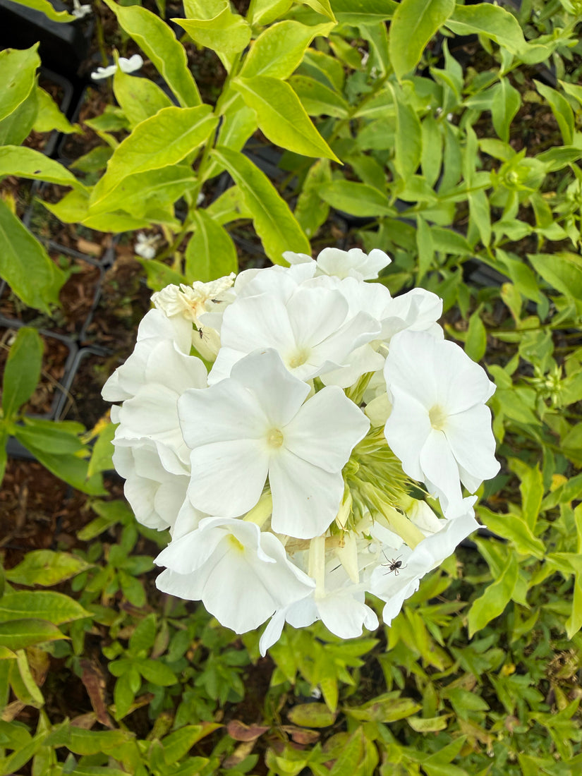 Flox (Hoogte 100 cm, Wit) - Phlox 'White Admiral'
