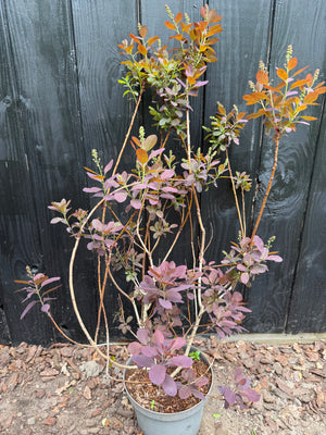 60-80 cm, C7.5