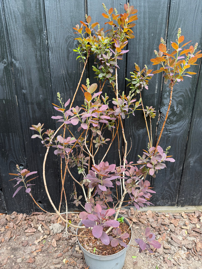 Rode Pruikenboom - Cotinus coggygria 'Royal Purple'