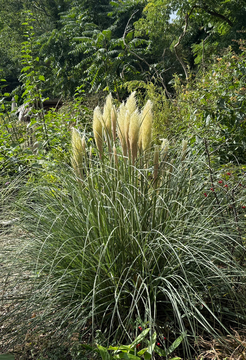 Pampasgras - Cortaderia selloana