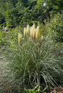 Pampasgras - Cortaderia selloana