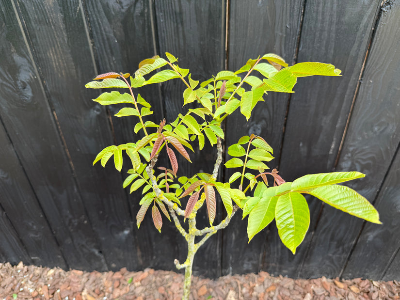 Walnootboom - Juglans regia