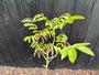Walnootboom - Juglans regia