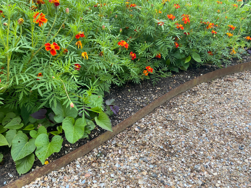 Klein afrikaantje - Tagetes patula 'Sunshine Orange'