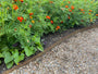 Klein afrikaantje - Tagetes patula 'Sunshine Orange'