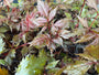 Biologisch Spirea - Astilbe (A) 'Fanal'