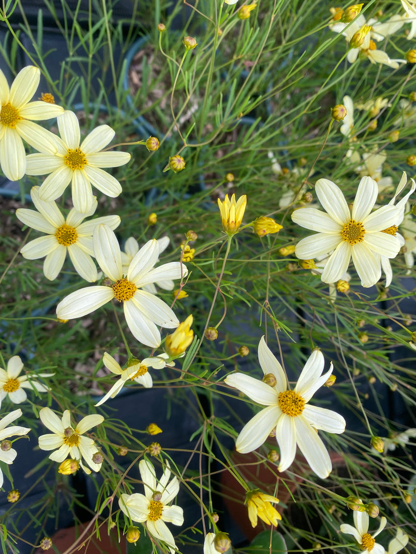 Biologisch Meisjesogen - Coreopsis Verticillata 'Moonbeam'